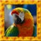 Role play a Parrot :)