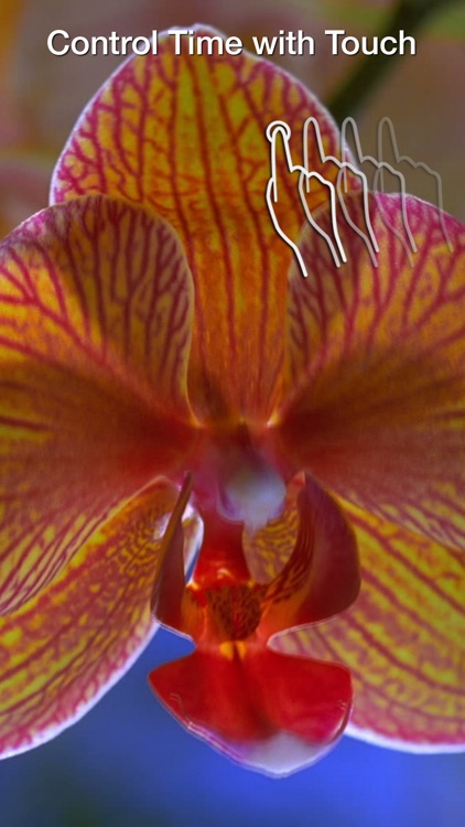 Magic Flowers - Visual Healing
