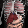 Anatomy 3D - Organs-Real Bodywork