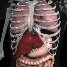 Anatomy 3D - Organs app icon