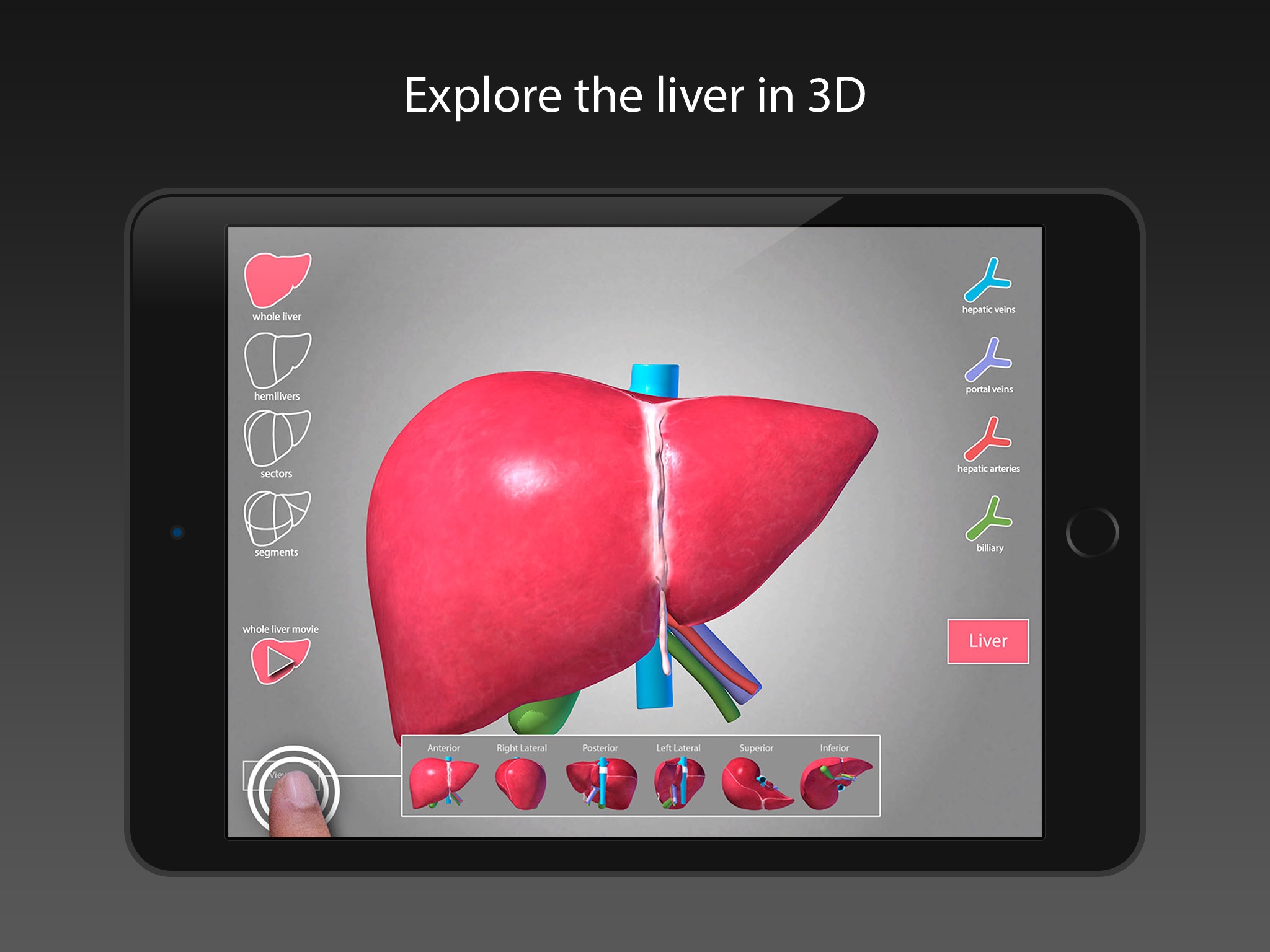 Surgical Anatomy of the Liver screenshot 3