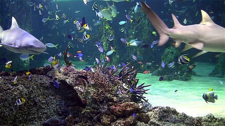 Screenshot #1 pour Aquarium HD TV
