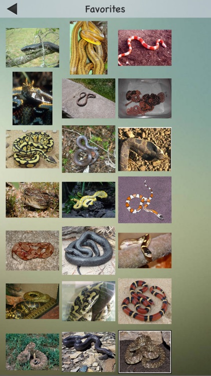 Snakes-Encyclopedia