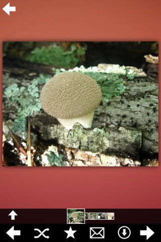 Mushrooms Encyclopedia Pro screenshot 2