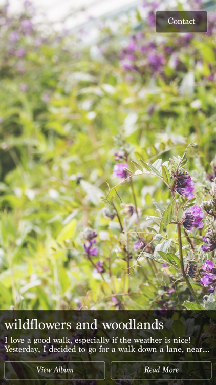 Rebekah Collins Photography