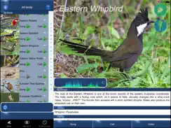 Bird Song Id Australia - Automatic Recognition iPad image 2