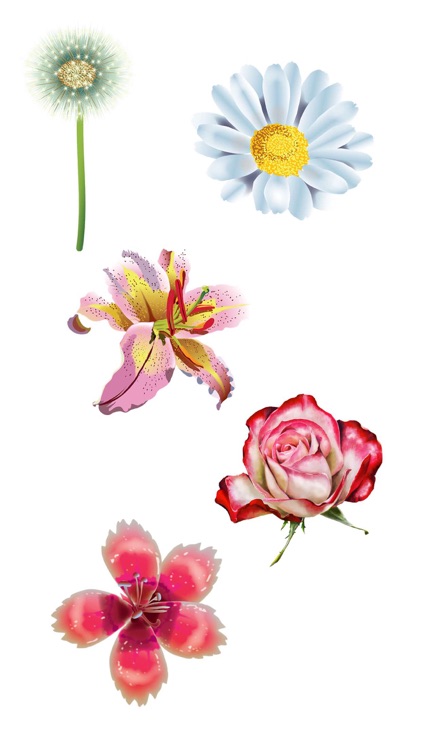 Roses and Flowers - Flower Art - Love, Friendship