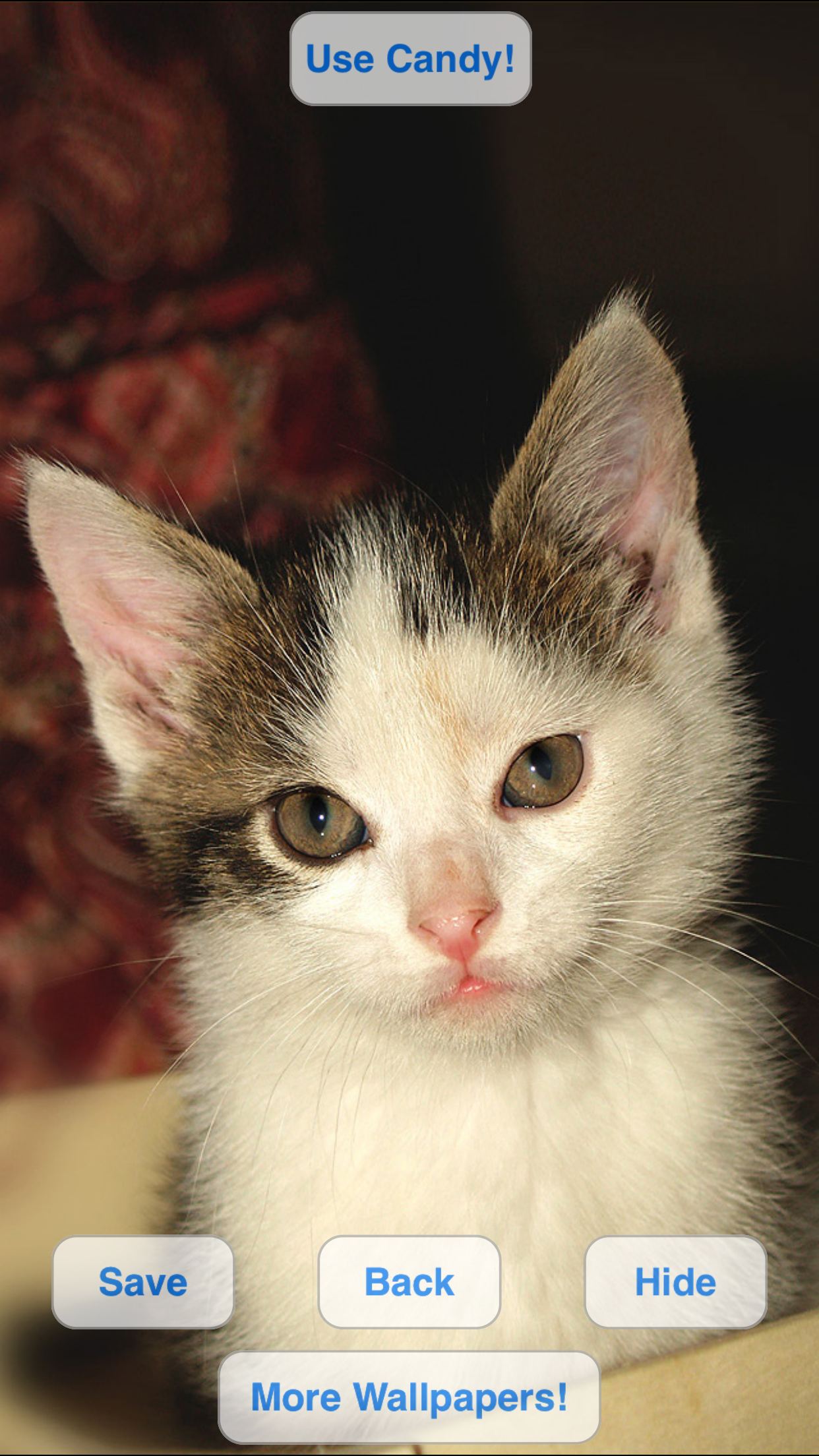 Cute Pets Slideshow & Wallpapers (HD) screenshot 5