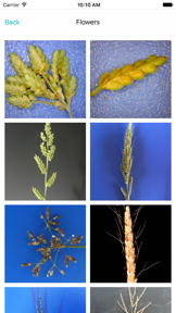 Weed Identifier screenshot