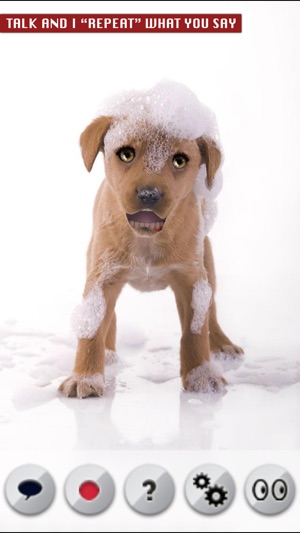 Talking Pup(圖1)-速報App