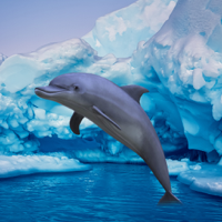 Antarctic Dolphin Escape