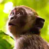 Monkey Sounds! negative reviews, comments