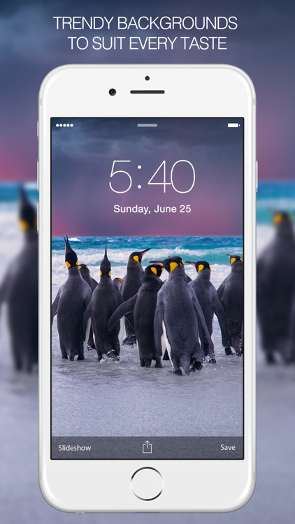 Penguin Wallpapers – Penguin Pictures & Background screenshot-4