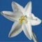 This is a free guide to the basics of identifying over 650 wildflowers in the Anza-Borrego Desert and how to tell look-alikes apart