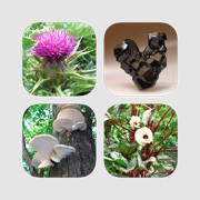 Plants & Minerals Bundle