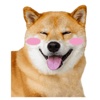 Shiba Maru The Dog ANIMATED Stickers