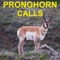 Want an affordable pronghorn sounds and pronghorn calls