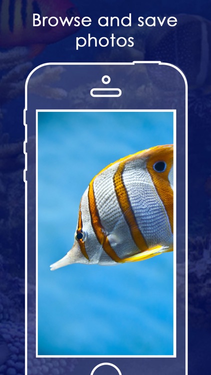 Live Aquarium HD Wallpapers | Backgrounds