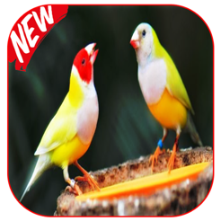 sonnerie muette iphone