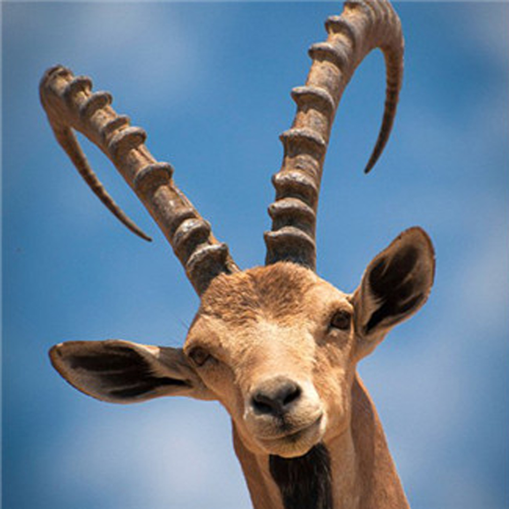 Get Deer Hunting Game 2016 : Sniper Kill Pro for iOS, iPhone, iPad Aso Report