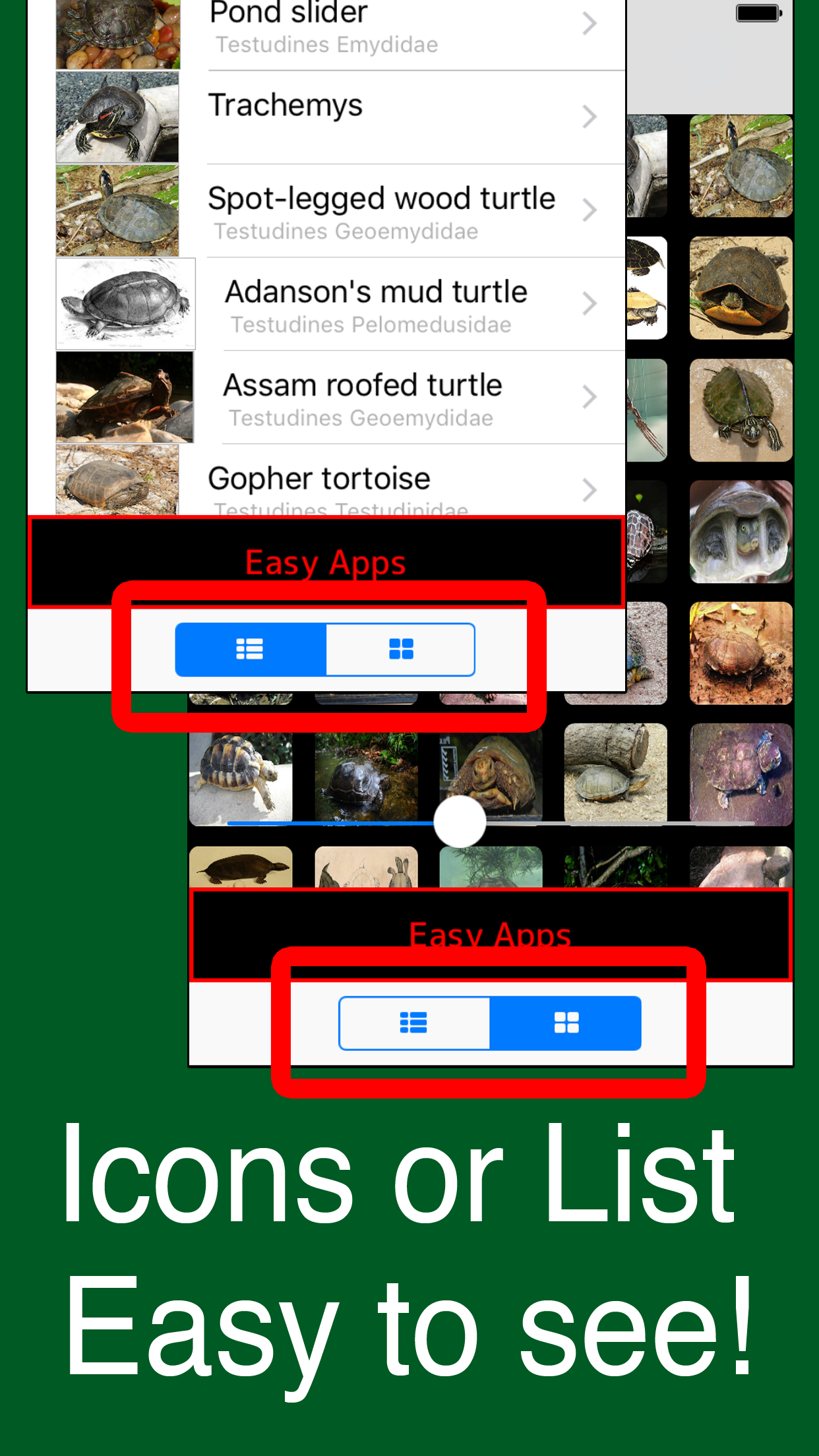 World Turtles!