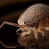 How to Get Rid of Bed Bugs-Prevent Bed Bug Bites