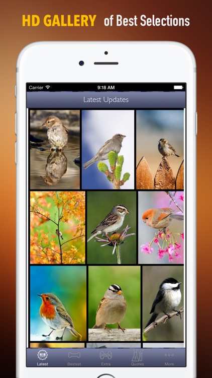Sparrow Wallpapers HD Quotes Backgrounds by CloudyBrain Sparrow Wallpapers HD Quotes Backgrounds by CloudyBrain