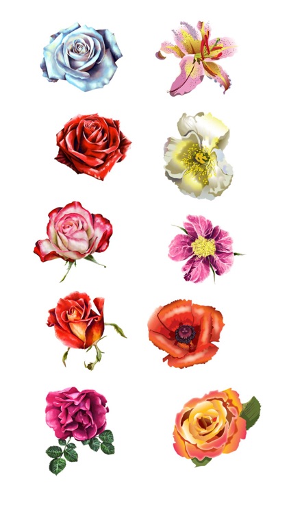 Roses and Flowers - Flower Art - Love, Friendship screenshot-3