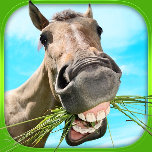 Find the Pair : Animals : Free Matching Games icon