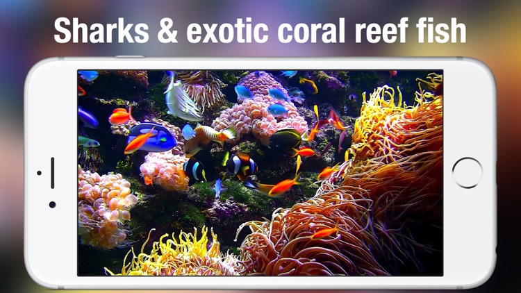 Aquarium Live +: Nature & coral reef ocean scenes screenshot-3