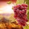 Grape Wallpapers HD-Quotes and Art Pictures