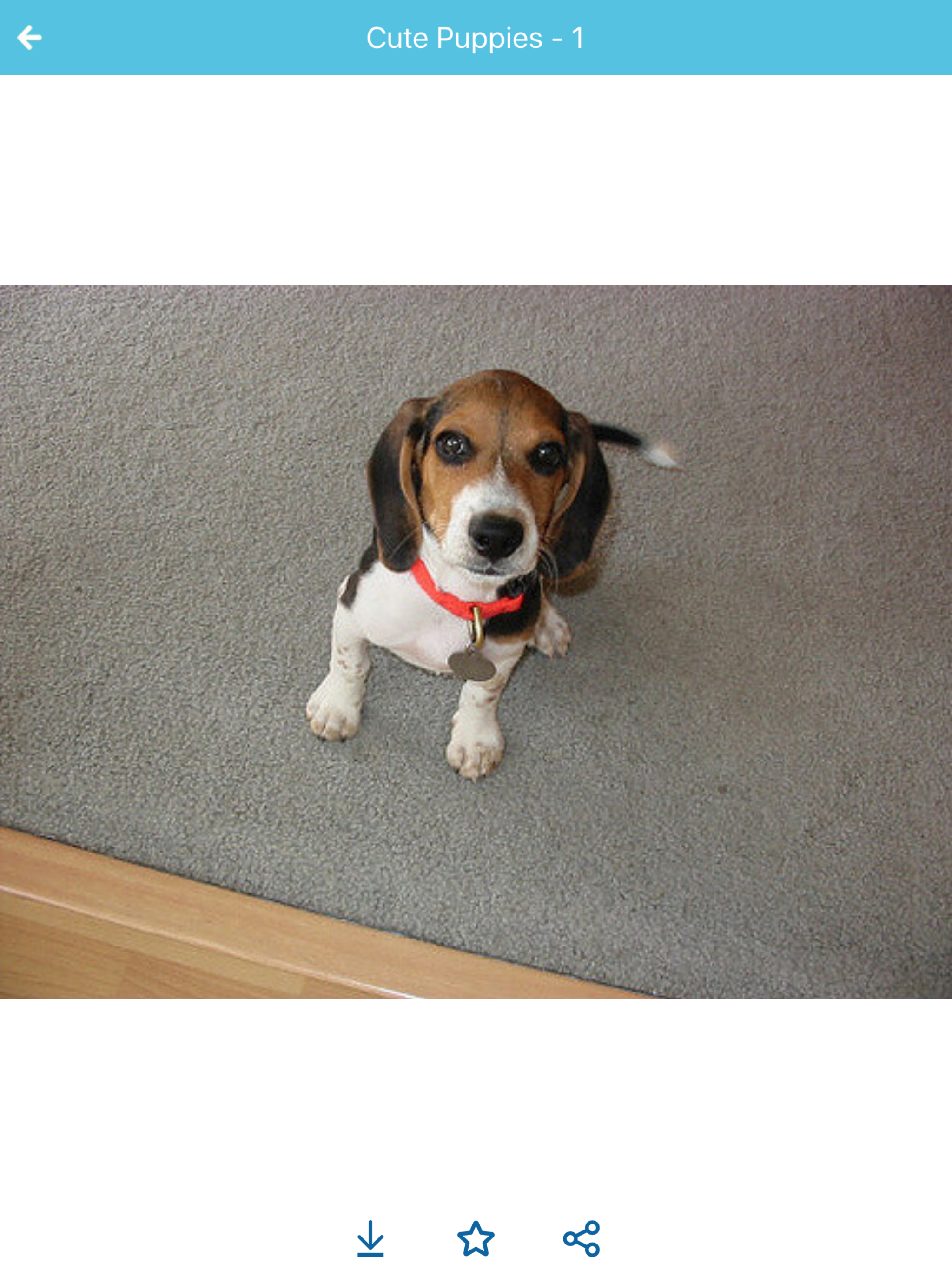 Cute Puppies Images screenshot 10