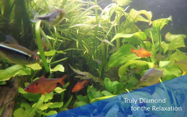 Chill & Relax Aquarium Cay Fish Tank HD Video(圖4)-速報App