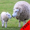 Sheep Video and Photo Galleries FREE