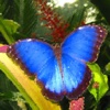 GB Butterflies