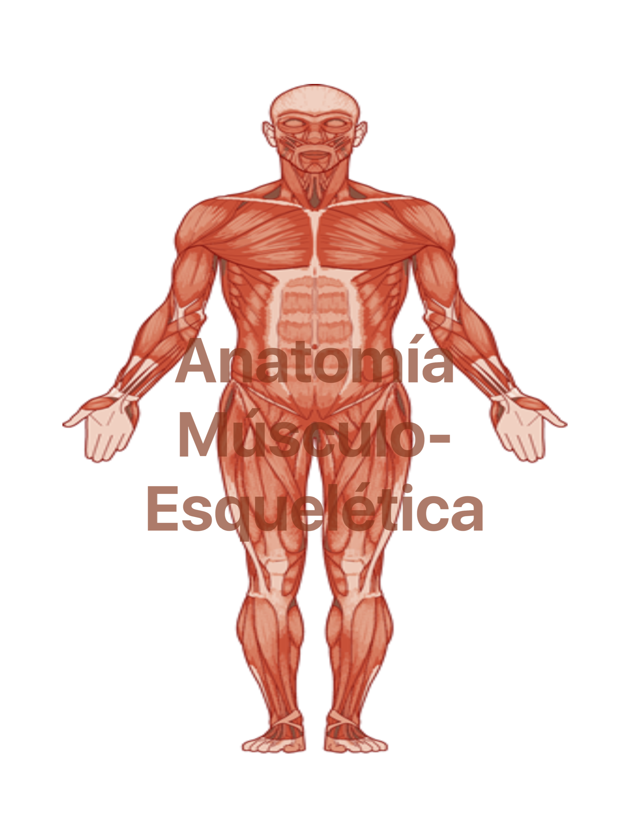 Atlas Músculo-esquelético