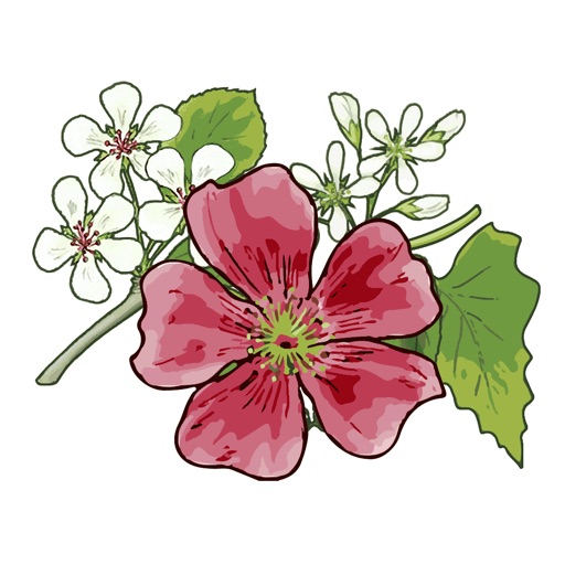 illuSalon PeterBraun Flower Stickers icon