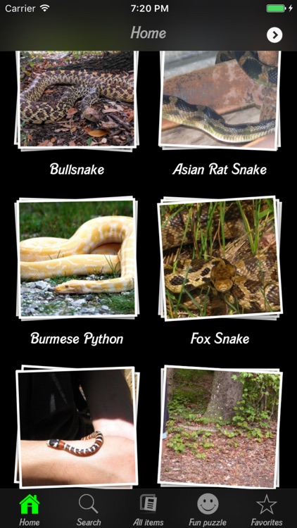 Snakes Wiki