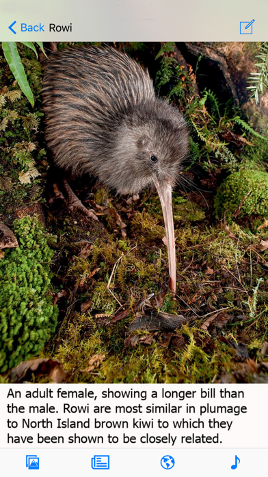 Birds of New Zealandのおすすめ画像2