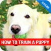 How To Training A Puppy - Basic Training