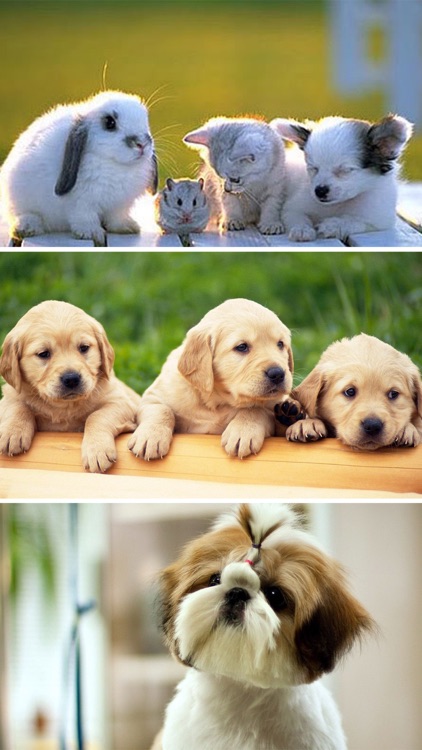 Cute Baby Pet Pictures, Puppy & Animals Wallpapers screenshot-3