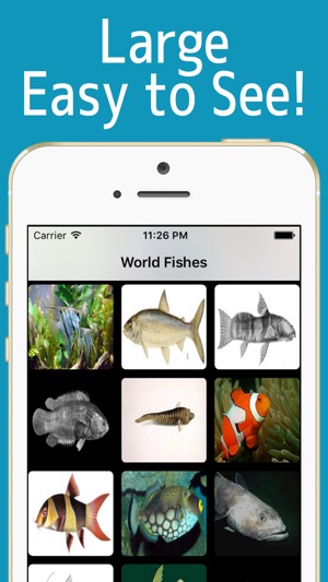 World Fishes!(圖3)-速報App