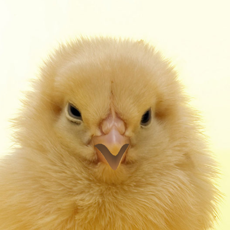 A Talking Chick
