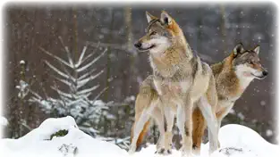 Imágen 5 Lobo: lobos caza vida simulador alimentan y crecer iphone