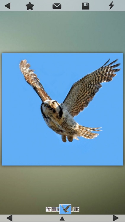 Owls Encyclopedia screenshot-4
