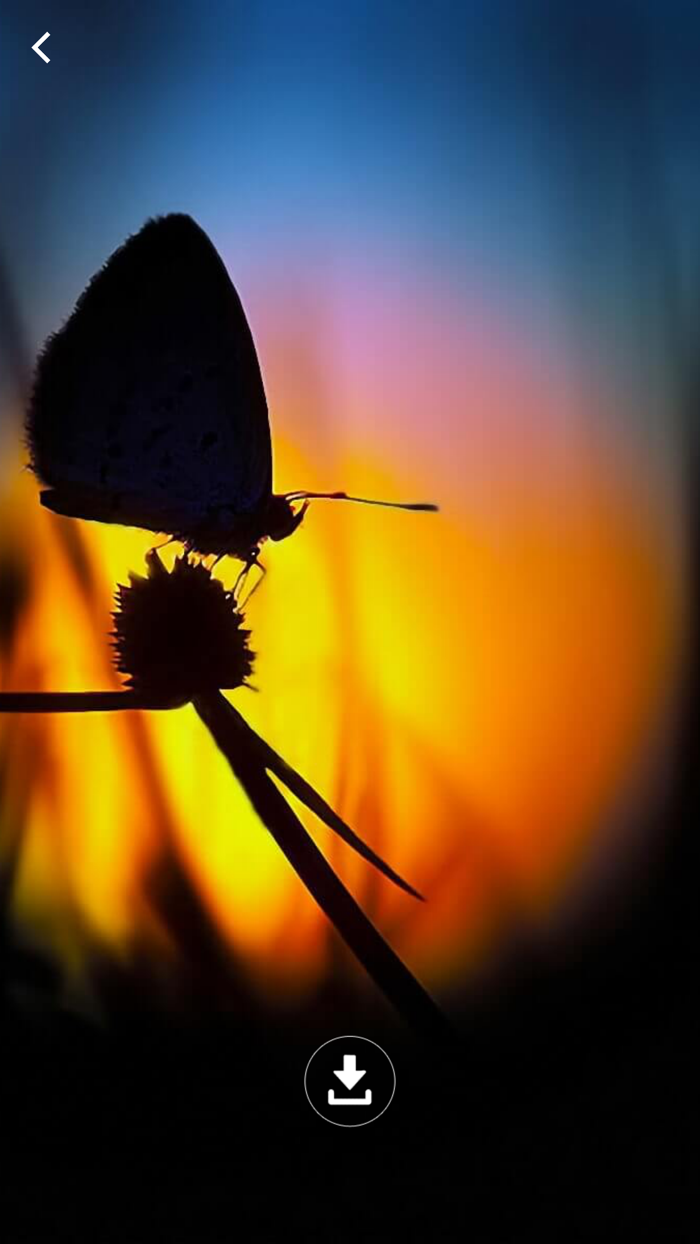 HD Wallpaper  Butterfly