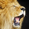 Lion Wallpapers HD - Great Lions Pictures Catalog