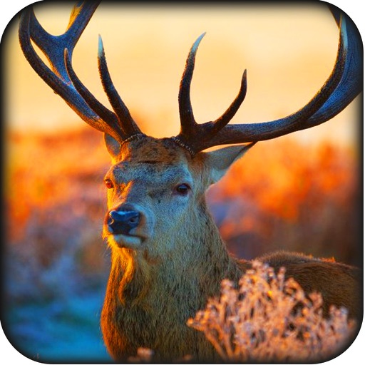 2016 American Deer Hunter Pro icon