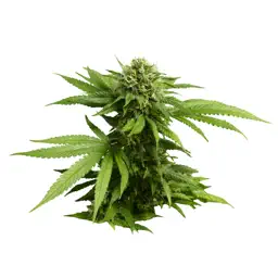 Marijuana Cannabis app icon