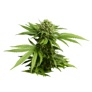 Marijuana Cannabis app icon